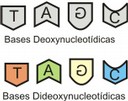 dna4